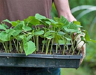 Як краще вирощувати касетну розсаду овочів